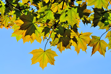 Fototapeta na wymiar Maple leaves closeup on blue sky background
