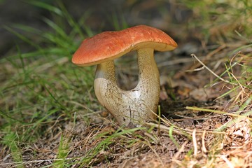 Espen-Rotkappe (Leccinum leucopodium) mit Doppelstiel
