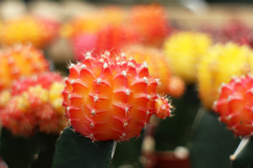 Colorful cactus in pots.