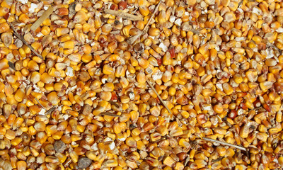 many corn kernels