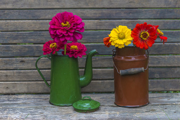 gardening concept/vintage coffee pot and milk can with bright bouquets of various zinnia flowers