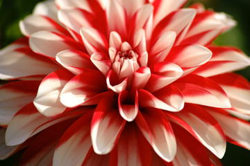 Dahlie im Sonnenlicht  / Die Nahaufnahme einer weiß und rot gemusterten Dahlie mit vielen kleinen Blütenblättern.