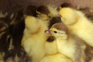 many little ducklings