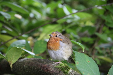 Robin