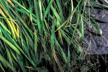 Приречные растения © shubinnk68