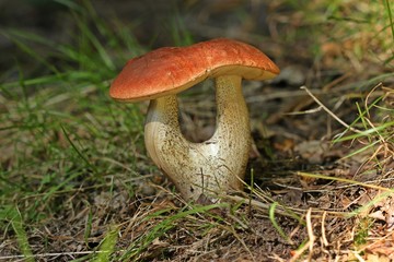 Espen-Rotkappe (Leccinum leucopodium) mit Doppelstiel
