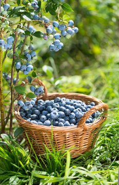Ripe Bilberries in wicker basket. Green grass and blueberry bush