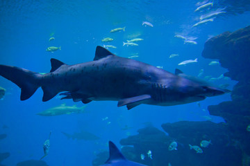 Colorful exotic tropical fishes and sharks underwater in aquarium.