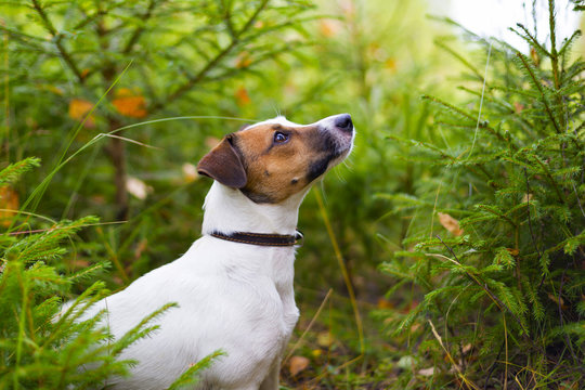 Jack Russell in autumn forest