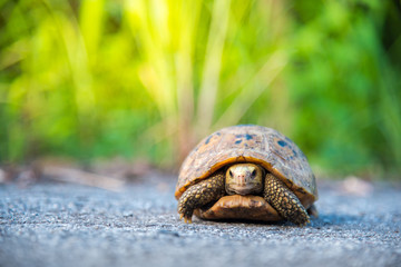 Turtle walking on tarmac rural road in Thailand. Elongated turtoise and grass bokeh background
