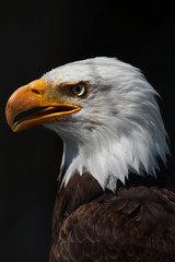 Fototapeta premium Weißkopfseeadler - [ Haliaeetus leucocephalus], Amerikas Wappentier