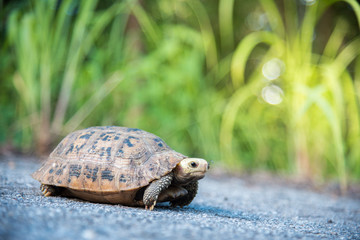 Turtle walking on tarmac rural road in Thailand. Elongated turtoise and grass bokeh background