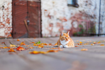 Stray ginger cat lies among colorful autumn leaves. Vyborg castle in fall. Russia.