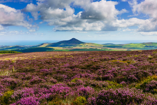 Wicklow Way, Irland