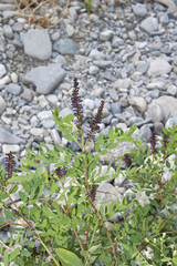 Amorpha fruticosa bloom