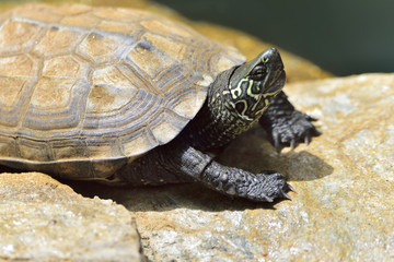 Detail of a turtle chinemys reevesii of three crests