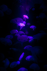 Beautiful blue jellyfishes on black background.