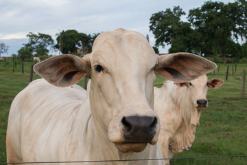 Gado Nelore na Fazenda