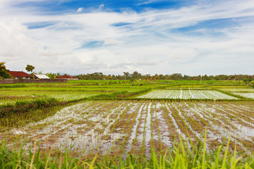 Fototapeta na wymiar Panorama view on agricultural rice fields near Ubud. Winter rainy and cloudy season. Bali, Indonesia.