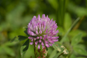 Clover red