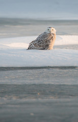 Snowy Owl
