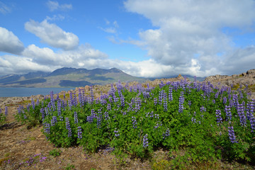 Obraz premium Lupinen bei Djupivogur, Island