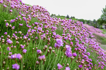 Purple blossom flowers with green stems growing on hillside