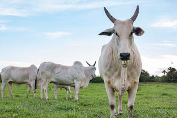 Gado Nelore na Fazenda
