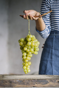 Woman holding fresh bunch of grapes.