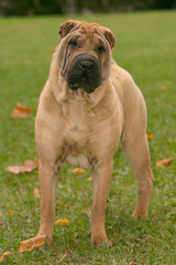 Shar Pei Dog