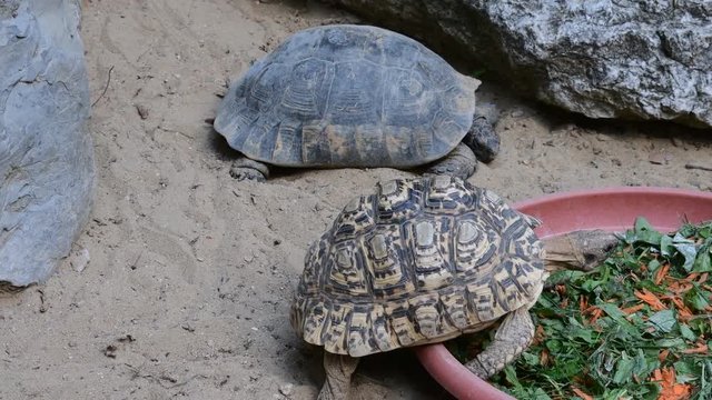 Hermann's tortoise Testudo hermanni and Marginated tortoise Testudo marginata . Tortoises outdoor.