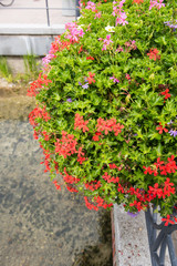 Prächtiger Blumenschmuck an einem Geländer in Bad Lippspringe