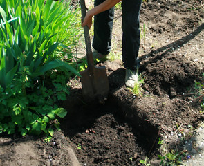 with a spade digs a large pit for planting a tree