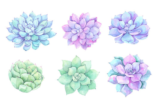 Watercolor Illustrations - Succulents Clipart. Succulent And Cactus Collection. Perfect For Wedding Invitation, Greeting Card, Postcard, Poster, Textile, Print Etc.