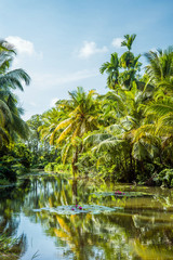 Obraz premium Lush tropical swamp in Sri Lanka. Water pond with water lillies and palms on the bank.