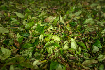 Fresh green tea crop drying