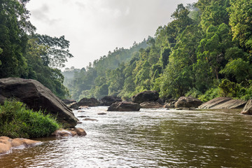 Obraz premium Morning view of the small jungle river in Sri Lanka