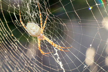 Argiope lobata, eine Radnetzspinne 