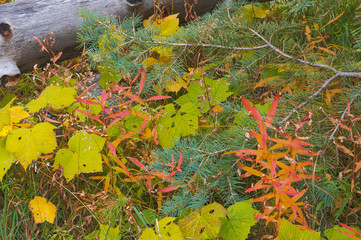 Fall in the Mountains