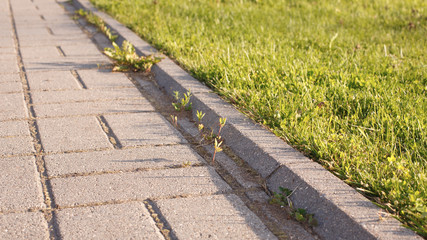 road and lawn divided by a concrete curb