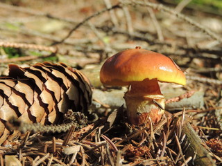 Grzyb maślak © Natalciia