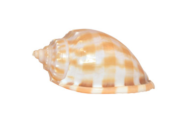Shell marine mollusk isolated on a white background