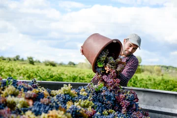 Deurstickers knappe jonge man wijnmaker in zijn wijngaard tijdens de wijnoogst die een druivenemmer leegt in een tractoraanhanger © W PRODUCTION