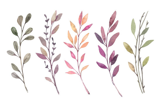 Hand drawn watercolor illustrations. Autumn Botanical clipart. Set of fall leaves, herbs and branches. Floral Design elements. Perfect for invitations, greeting cards, blogs, posters, prints