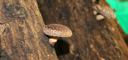 mushroom