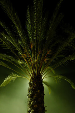 Green light cast agains a palm tree at night.