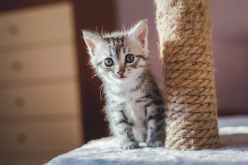beautiful little gray kitten with blue eyes