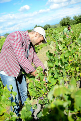 handsome young man working in vineyard picking up ripe grapes during the grapes harvest