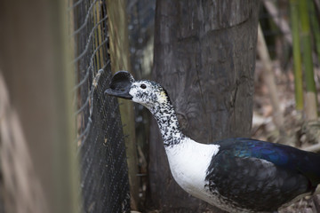 Comb Duck (Sarkidiornis melanotos)