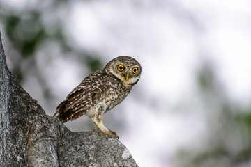 Spotted Owlet or Athene brama, beautiful bird perching on tree at twilight.